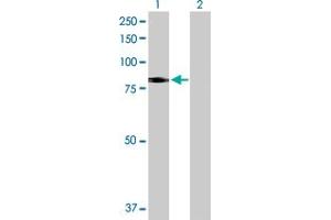 Western Blot analysis of SLC26A6 expression in transfected 293T cell line by SLC26A6 MaxPab polyclonal antibody. (SLC26A6 antibody  (AA 1-758))