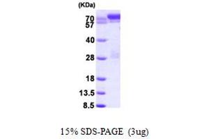 SDS-PAGE (SDS) image for Signal Transducer and Activator of Transcription 1, 91kDa (STAT1) (AA 1-712) protein (His tag) (ABIN667813)