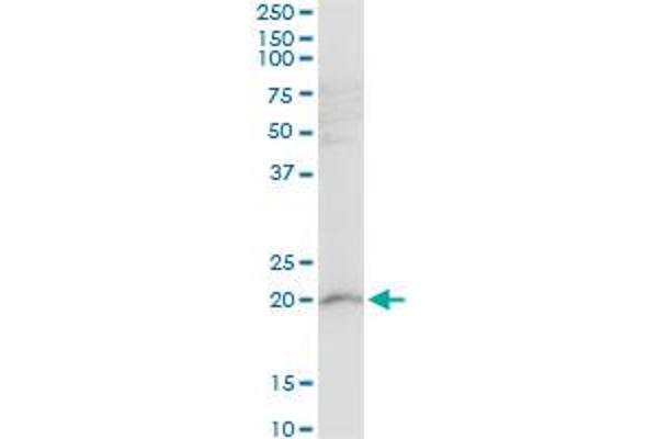 RPL21 antibody  (AA 2-85)