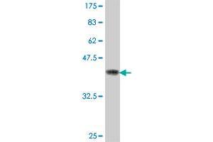 Western Blot detection against Immunogen (37 KDa) . (CNTN2 antibody  (AA 825-923))