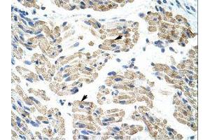 Image no. 1 for anti-Heterogeneous Nuclear Ribonucleoprotein K (HNRNPK) (AA 371-420) antibody (ABIN203155) (HNRNPK antibody  (AA 371-420))