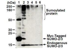 Western Blotting (WB) image for anti-Small Ubiquitin Related Modifier 2 (SUMO2) antibody (ABIN1449280) (SUMO2 antibody)
