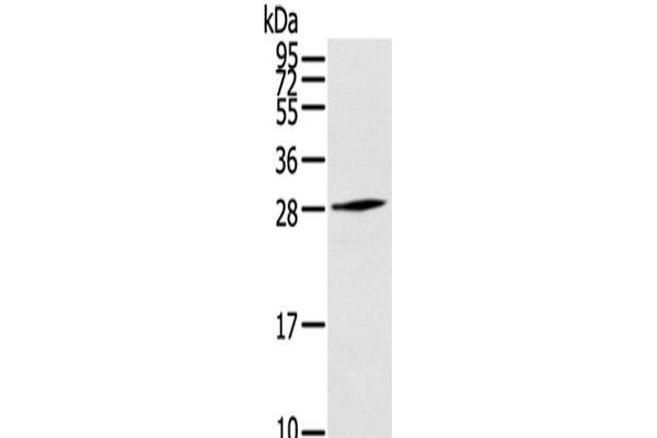 THYN1 antibody