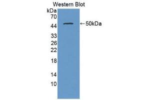 Western Blotting (WB) image for anti-Interferon, beta 1, Fibroblast (IFNB1) (AA 22-186) antibody (Biotin) (ABIN1859274)