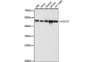Western blot analysis of extracts of various cell lines, using CDC37 antibody (ABIN1871682) at 1:1000 dilution. (CDC37 antibody)