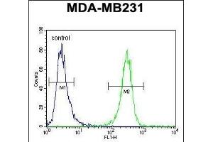HFM1 Antibody (C-term) (ABIN654571 and ABIN2844275) flow cytometric analysis of MDA-M cells (right histogram) compared to a negative control cell (left histogram). (HFM1 antibody  (C-Term))