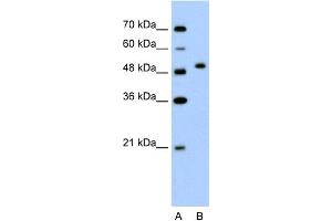 WB Suggested Anti-FLJ14213 Antibody Titration:  2. (FLJ14213 (N-Term) antibody)