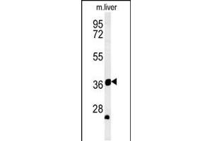 Western blot analysis in mouse liver tissue lysates (35ug/lane). (TRAF1 antibody  (N-Term))