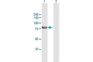 Western Blot analysis of ZBED1 expression in transfected 293T cell line by ZBED1 MaxPab polyclonal antibody. (ZBED1 antibody  (AA 1-694))