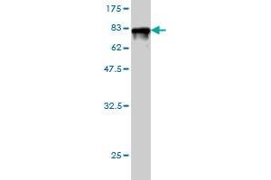 Western Blot detection against Immunogen (77. (CAP1 antibody  (AA 1-475))