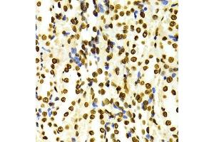 Immunohistochemistry of paraffin-embedded Rat kidney using DiMethyl-Histone H3-K27 antibody. (Histone 3 antibody  (H3K27me))