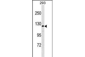 AFF2 Antibody (Center) (ABIN1538678 and ABIN2849653) western blot analysis in 293 cell line lysates (35 μg/lane). (AFF2 antibody  (AA 886-912))