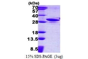 YEATS Domain Containing 4 (AA 1-227) protein (His tag)