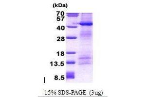 Figure annotation denotes ug of protein loaded and % gel used. (POFUT1 Protein)
