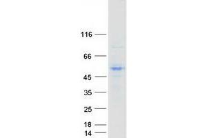 Western Blotting (WB) image for Neuronal Differentiation 1 (NEUROD1) protein (Myc-DYKDDDDK Tag) (ABIN2727120)