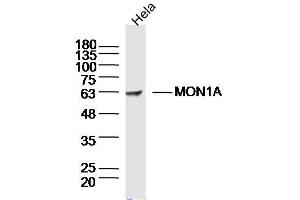 Hela lysates probed with MON1A Polyclonal Antibody, Unconjugated  at 1:300 dilution and 4˚C overnight incubation. (MON1A antibody  (AA 51-150))