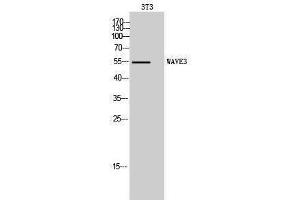 Western Blotting (WB) image for anti-WAS Protein Family, Member 3 (WASF3) (Internal Region) antibody (ABIN3177941) (WASF3 antibody  (Internal Region))