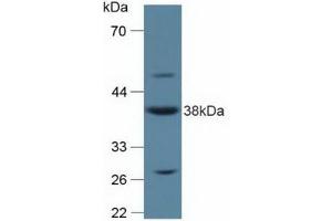 Figure. (Annexin A2 antibody  (AA 1-339))