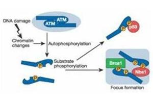 Schematic of ATM induction by DNA damage. (ATM antibody  (pSer1981))