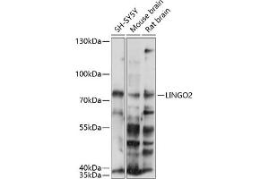 Western blot analysis of extracts of various cell lines, using LINGO2 antibody (ABIN7268216) at 1:1000 dilution. (LINGO2 antibody  (AA 370-540))