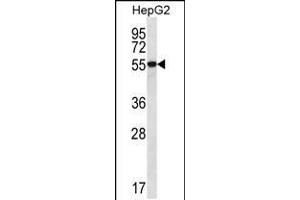 Western blot analysis in HepG2 cell line lysates (35ug/lane). (UGDH antibody  (C-Term))