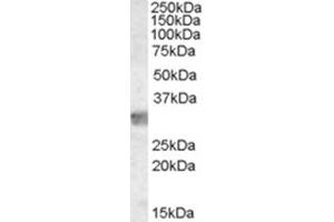 Image no. 2 for anti-Myeloid Differentiation Primary Response Gene (88) (MYD88) (Internal Region) antibody (ABIN374527)