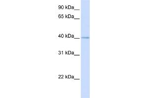 WB Suggested Anti-MRPL39 Antibody Titration:  0. (MRPL39 antibody  (N-Term))