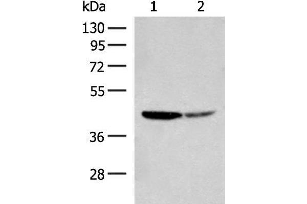 AARSD1 antibody