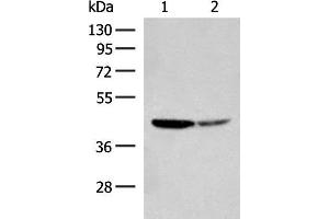 Western blot analysis of Hela and A549 cell lysates using AARSD1 Polyclonal Antibody at dilution of 1:350
