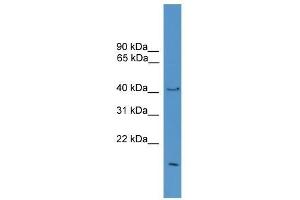 Western Blot showing POFUT1 antibody used at a concentration of 1-2 ug/ml to detect its target protein. (POFUT1 antibody  (Middle Region))
