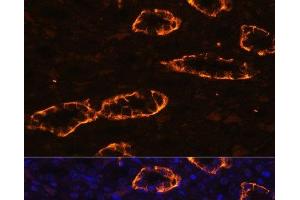 Immunofluorescence analysis of Rat kidney using AQP3 Polyclonal Antibody at dilution of 1:100. (AQP3 antibody)