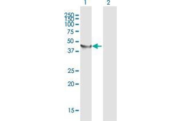 Trnt1 antibody  (AA 1-405)