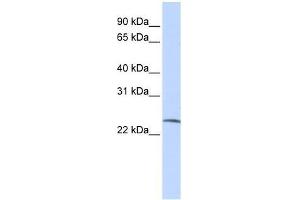 SSX6 antibody used at 0. (SSX6 antibody  (Middle Region))