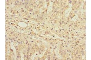 Immunohistochemistry of paraffin-embedded human adrenal gland tissue using ABIN7142207 at dilution of 1:100 (PSMD13 antibody  (Regulatory Subunit 13))
