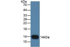Detection of CSTB in Rat Placenta Tissue using Monoclonal Antibody to Cystatin B (CSTB) (CSTB antibody  (AA 2-98))