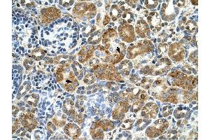 Cystatin B antibody was used for immunohistochemistry at a concentration of 4-8 ug/ml to stain Epithelial cells of renal tubule (arrows) in Human Kidney. (CSTB antibody)