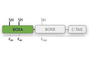 BoxA is one of the highly conserved DNA binding domains of HMGB1 protein (HMG boxes), and inhibits HMGB1 effects in vivo. (HMGB1 Protein (BoxA))