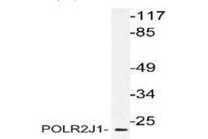 Western blot analysis of POLR2J1 in extracts from RAW264. (POLR2J antibody)