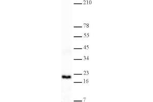 Histone H3 dimethyl Lys4 antibody tested by Western blot.
