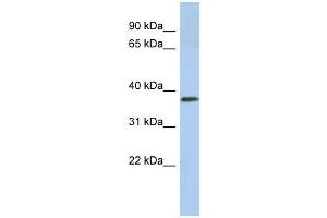 Calreticulin 3 antibody used at 1 ug/ml to detect target protein. (Calreticulin 3 antibody  (N-Term))