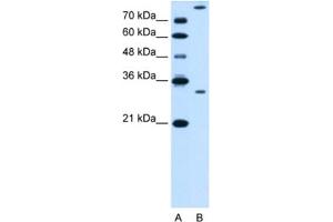 Western Blotting (WB) image for anti-Granzyme K (Granzyme 3, Tryptase II) (GZMK) antibody (ABIN2462835) (GZMK antibody)