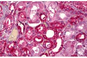 Anti-GHRHR antibody IHC staining of human kidney, tubules. (GHRHR antibody  (AA 351-400))