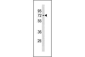 SLC7A4 Antibody (C-term) (ABIN1881813 and ABIN2843272) western blot analysis in human placenta tissue lysates (35 μg/lane). (SLC7A4 antibody  (C-Term))