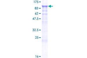 ADAM15 Protein (AA 1-772) (GST tag)