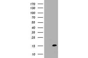 Image no. 1 for anti-TSC22 Domain Family, Member 3 (TSC22D3) antibody (ABIN1498457) (TSC22D3 antibody)