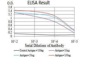 Fig. (NOS1 antibody  (AA 17-153))