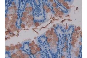 IHC-P analysis of Mouse Intestine Tissue, with DAB staining. (WNT16 antibody  (AA 30-365))