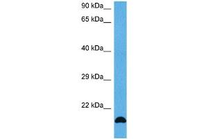 Host:  Mouse  Target Name:  FGF2  Sample Tissue:  Mouse Skeletal Muscle  Antibody Dilution:  1ug/ml (FGF2 antibody  (Middle Region))