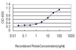 Detection limit for recombinant GST tagged CNDP2 is approximately 0. (CNDP2 antibody  (AA 191-300))