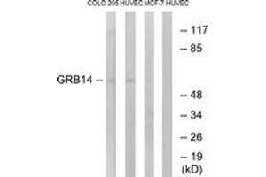 Western blot analysis of extracts from HuvEc/COLO/MCF-7 cells, using GRB14 Antibody.